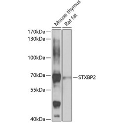 STXBP2 Rabbit pAb