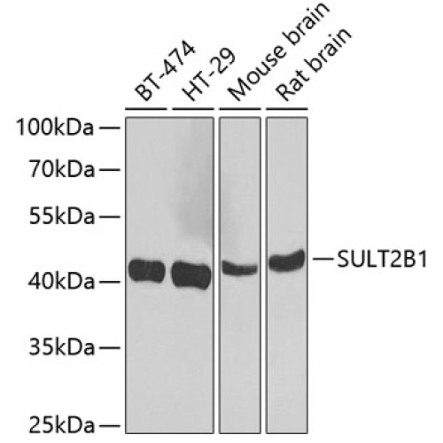 SULT2B1 Rabbit pAb