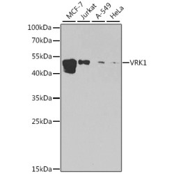 [KO Validated] VRK1 Rabbit pAb