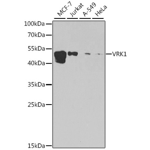 [KO Validated] VRK1 Rabbit pAb