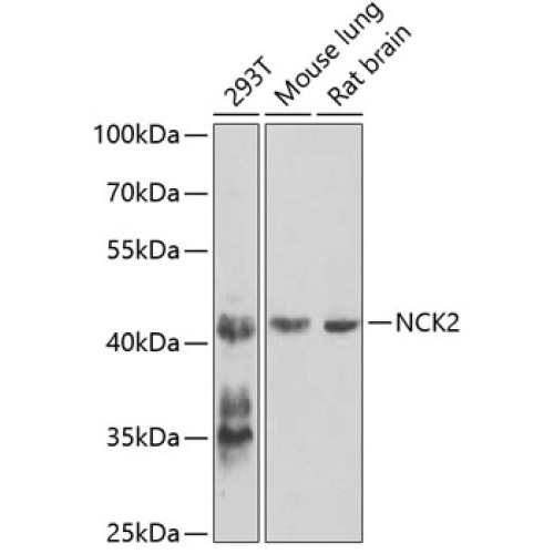 NCK2 Rabbit pAb