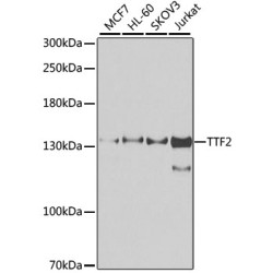 TTF2 Rabbit pAb