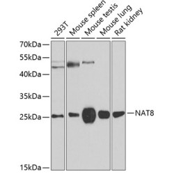 NAT8 Rabbit pAb