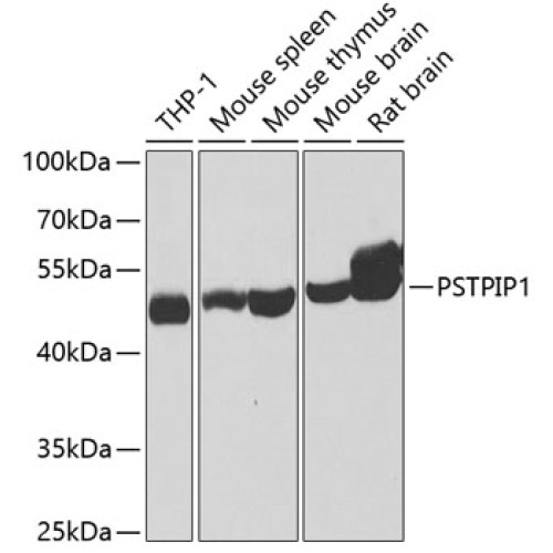 PSTPIP1 Rabbit pAb