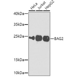 BAG2 Rabbit pAb