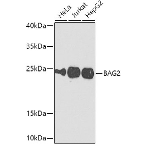 BAG2 Rabbit pAb
