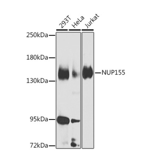 NUP155 Rabbit pAb
