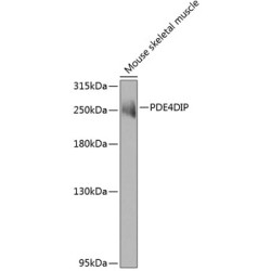 PDE4DIP Rabbit pAb