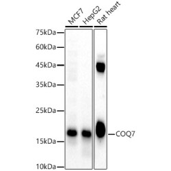 COQ7 Rabbit pAb
