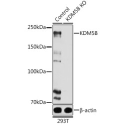[KO Validated] KDM5B Rabbit pAb