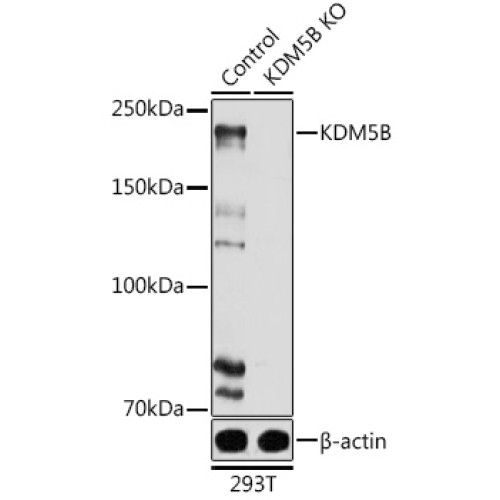 [KO Validated] KDM5B Rabbit pAb