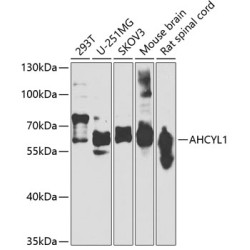 AHCYL1 Rabbit pAb