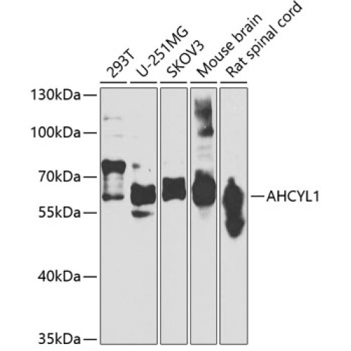 AHCYL1 Rabbit pAb