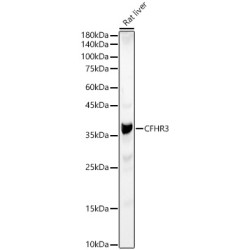 CFHR3 Rabbit pAb