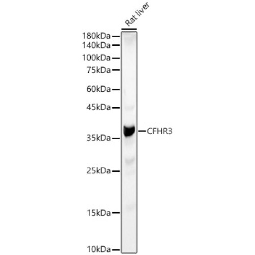 CFHR3 Rabbit pAb