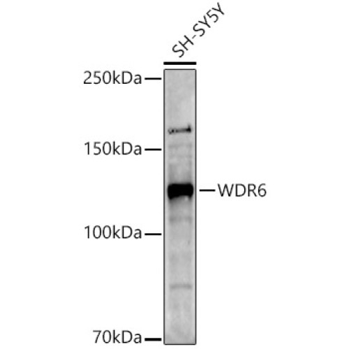 WDR6 Rabbit pAb