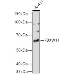 FBXW11 Rabbit pAb