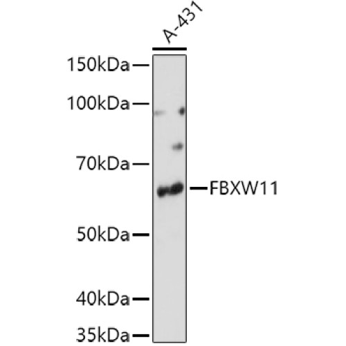 FBXW11 Rabbit pAb