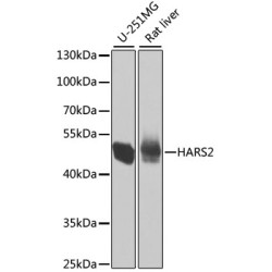 HARS2 Rabbit pAb