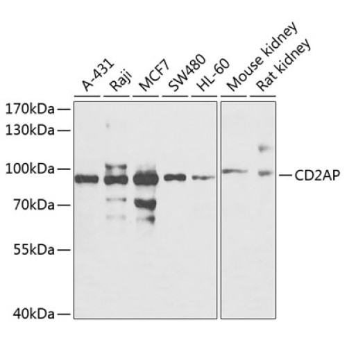 CD2AP Rabbit pAb