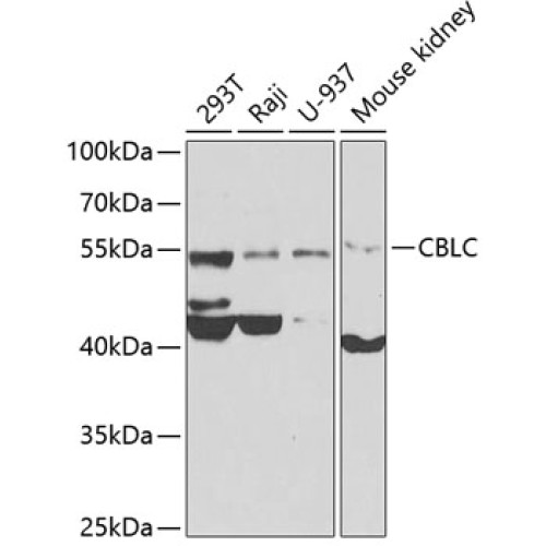 CBLC Rabbit pAb