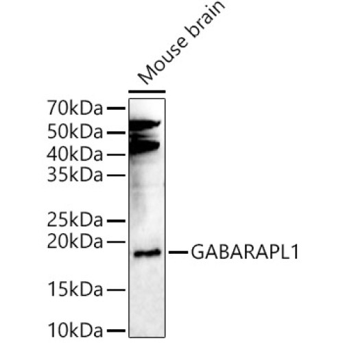 GABARAPL1 Rabbit pAb