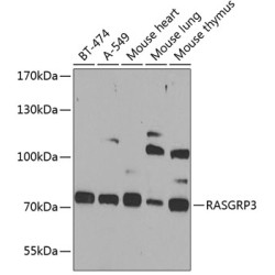 RASGRP3 Rabbit pAb