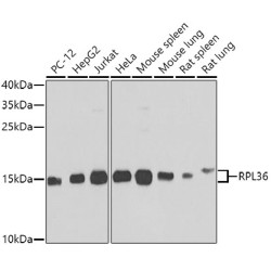 RPL36 Rabbit pAb