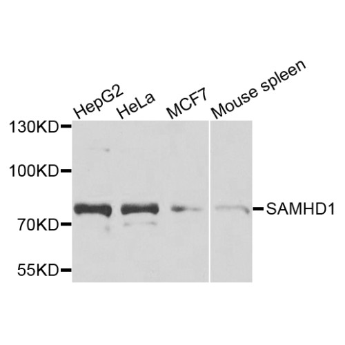 [KO Validated] SAMHD1 Rabbit pAb