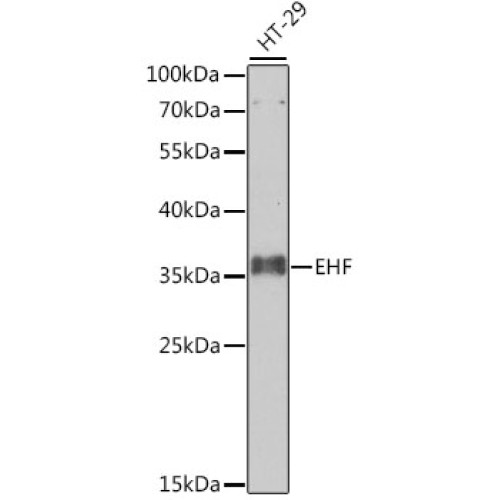 EHF Rabbit pAb