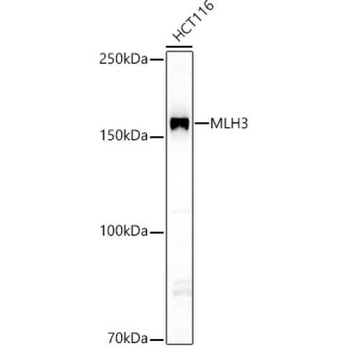 MLH3 Rabbit pAb