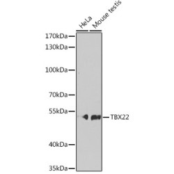 TBX22 Rabbit pAb
