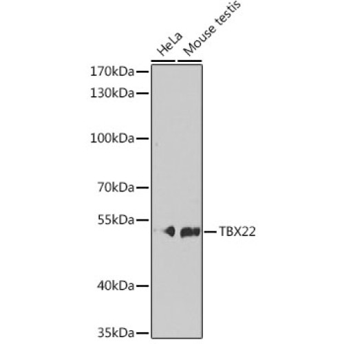 TBX22 Rabbit pAb
