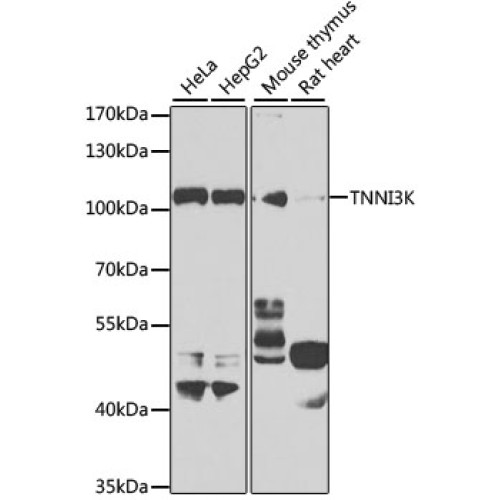 TNNI3K Rabbit pAb