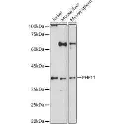 PHF11 Rabbit pAb