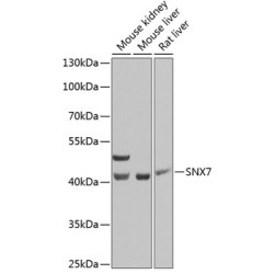 SNX7 Rabbit pAb