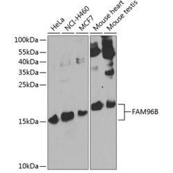 FAM96B Rabbit pAb