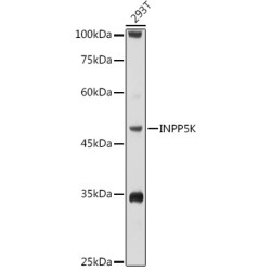 INPP5K Rabbit pAb