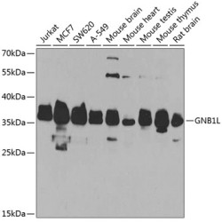GNB1L Rabbit pAb