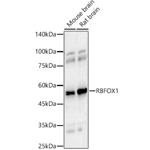 RBFOX1 Rabbit pAb