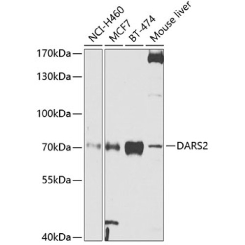 DARS2 Rabbit pAb
