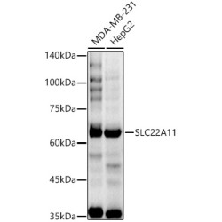 SLC22A11 Rabbit pAb