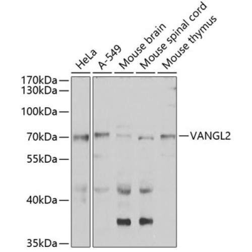 VANGL2 Rabbit pAb