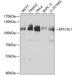EPS15L1 Rabbit pAb