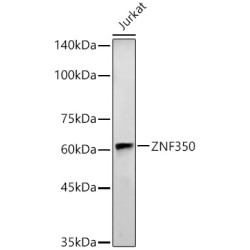 ZNF350 Rabbit pAb