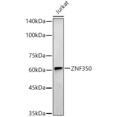 ZNF350 Rabbit pAb