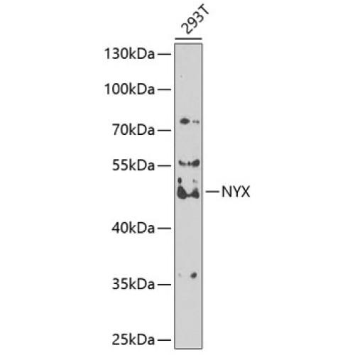 NYX Rabbit pAb