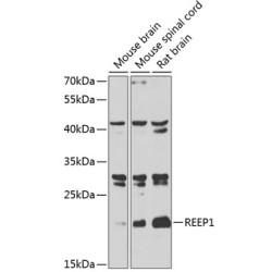 REEP1 Rabbit pAb