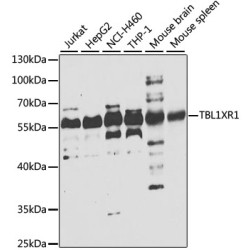 TBL1XR1 Rabbit pAb
