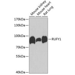 RUFY1 Rabbit pAb
